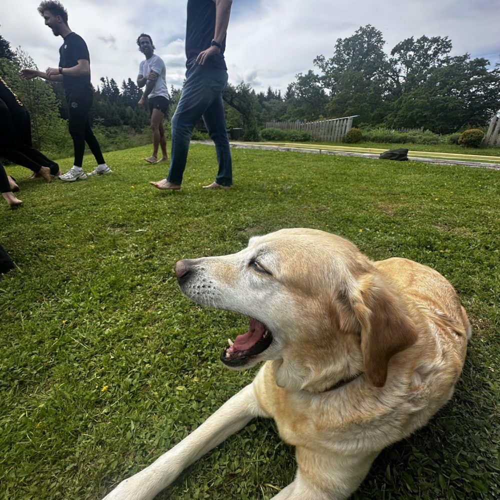 scale up Frauenholz Hund