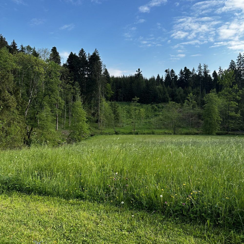 scale up Frauenholz Natur